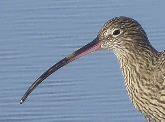 Autumn Waders